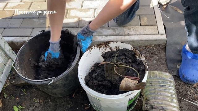 Посадка нимфеи или водной лилии смотреть онлайн