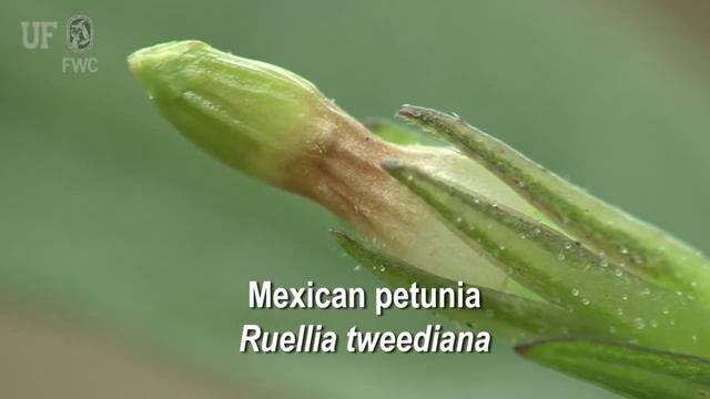 Mexican Petunia (Ruellia Brittoniana)