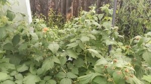 Ремонтантная малина в Сибири