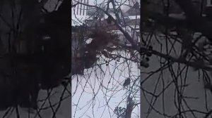 МНОГО ВОРОБЬЁВ!