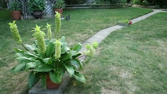 Eucomis Bicolor (Pineapple Lily)