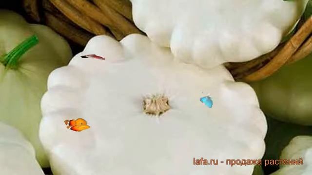 Патиссон белый НЛО белый (nlo belyy) ? НЛО белый обзор: как сажать, семена патиссона НЛО белый смотреть онлайн