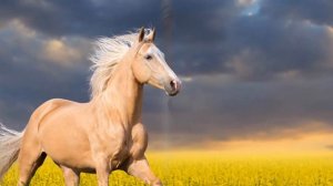 Потрясающе красивая музыка для души Сергей Грищук! Хочется слушать и слушать снова…красивая видео