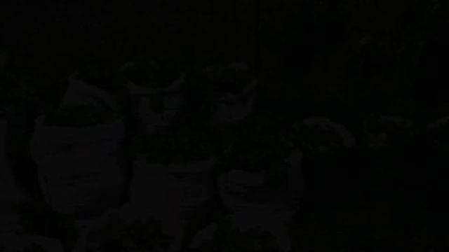 Как быстро и просто посадить картошку! Способы посадки смотреть онлайн