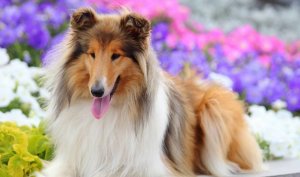 Звуки животных для детей / Лай собаки видео, Лай собаки дома .Как лает собака лает.