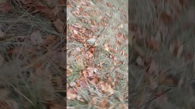 Гуляю за забором ft. Белла смотреть онлайн