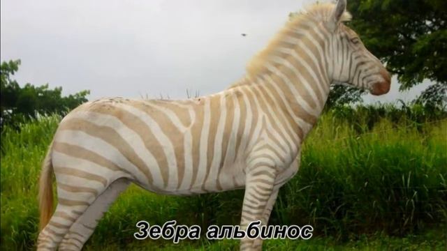 Удивительные животные (часть 1) смотреть онлайн