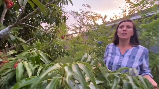 Lychee Fruit Harvest & My Personal Experience Growing This Fruit ?