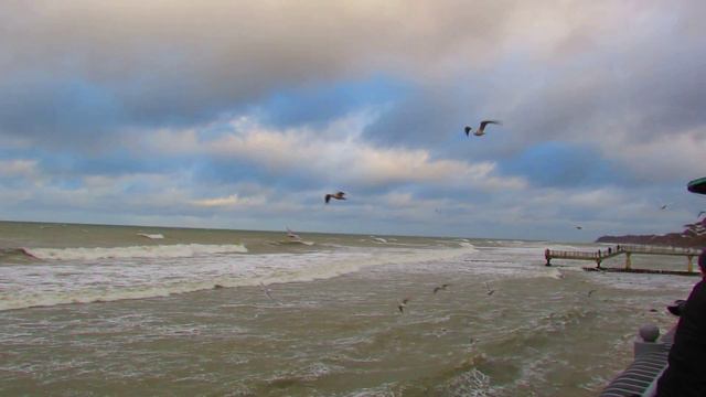 Светлогорск Балтийское море и Чайки смотреть онлайн