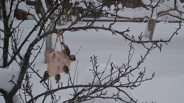 Синицы и сало. смотреть онлайн