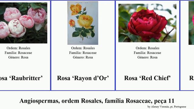 Angiospermas, ordem Rosales, família Rosaceae, peça 11 pink princess princesse del angiosperms Hay смотреть онлайн
