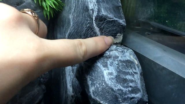 ПЛЮСЫ И МИНУСЫ ЗАДНЕГО ФОНА ДЛЯ ТЕРРАРИУМА смотреть онлайн