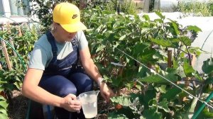 Что любят баклажаны в июле. Не пропустите  при уходе  пасынкование и подкормки