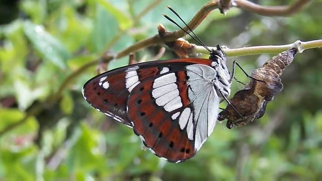 ЧУДЕСА РЯДОМ . ВОТ БАБОЧКА ТОЛЬКО ЧТО ВЫЛУПИЛАСЬ ИЗ КОКОНА смотреть онлайн