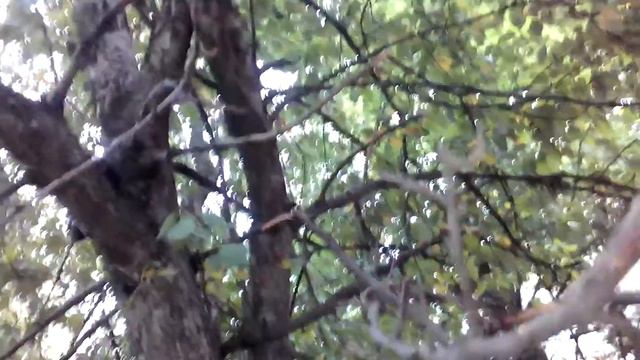 Спас голубя смотреть онлайн