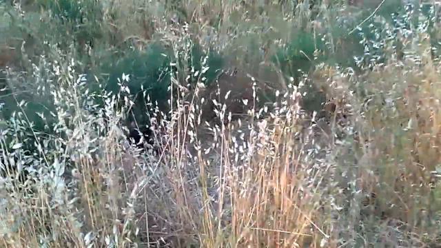 ונוס האירדייל טרייר ובוני משחקים בשדות смотреть онлайн