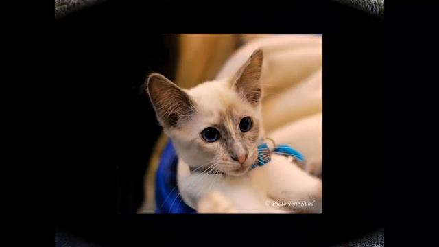 Кошка Бирманская