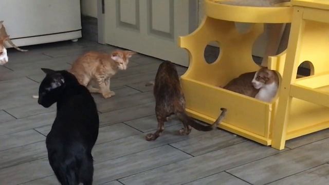 Котёнок играет с бумажкой / Kitten plays with a piece of paper смотреть онлайн