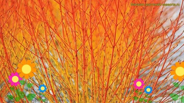 Дерен отпрысковый Винтер Флейм. Краткий обзор, описание характеристик cornus sericea Winter flame смотреть онлайн