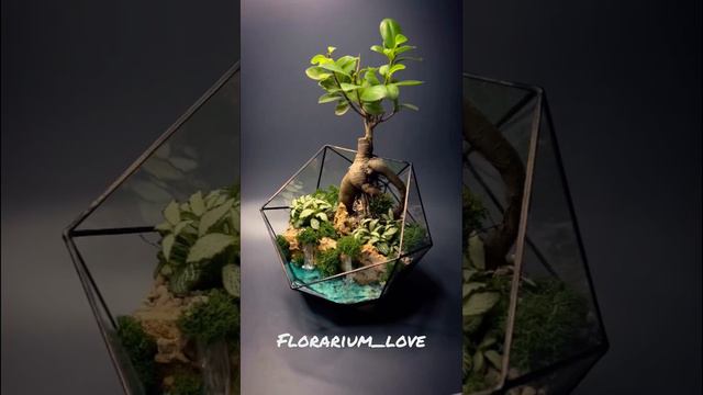 Флорариум в стиле 🌳«Бонсай» смотреть онлайн