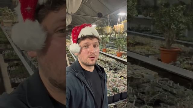 С НОВЫМ ГОДОМ ДОРОГИЕ МОИ ПОДПИСЧИКИ ЛЮБИТЕЛИ РАСТЕНИЙ СУККУЛЕНТОВ КРАССУЛ БОНСАЙ КАКТУСОВ И РЫБ смотреть онлайн