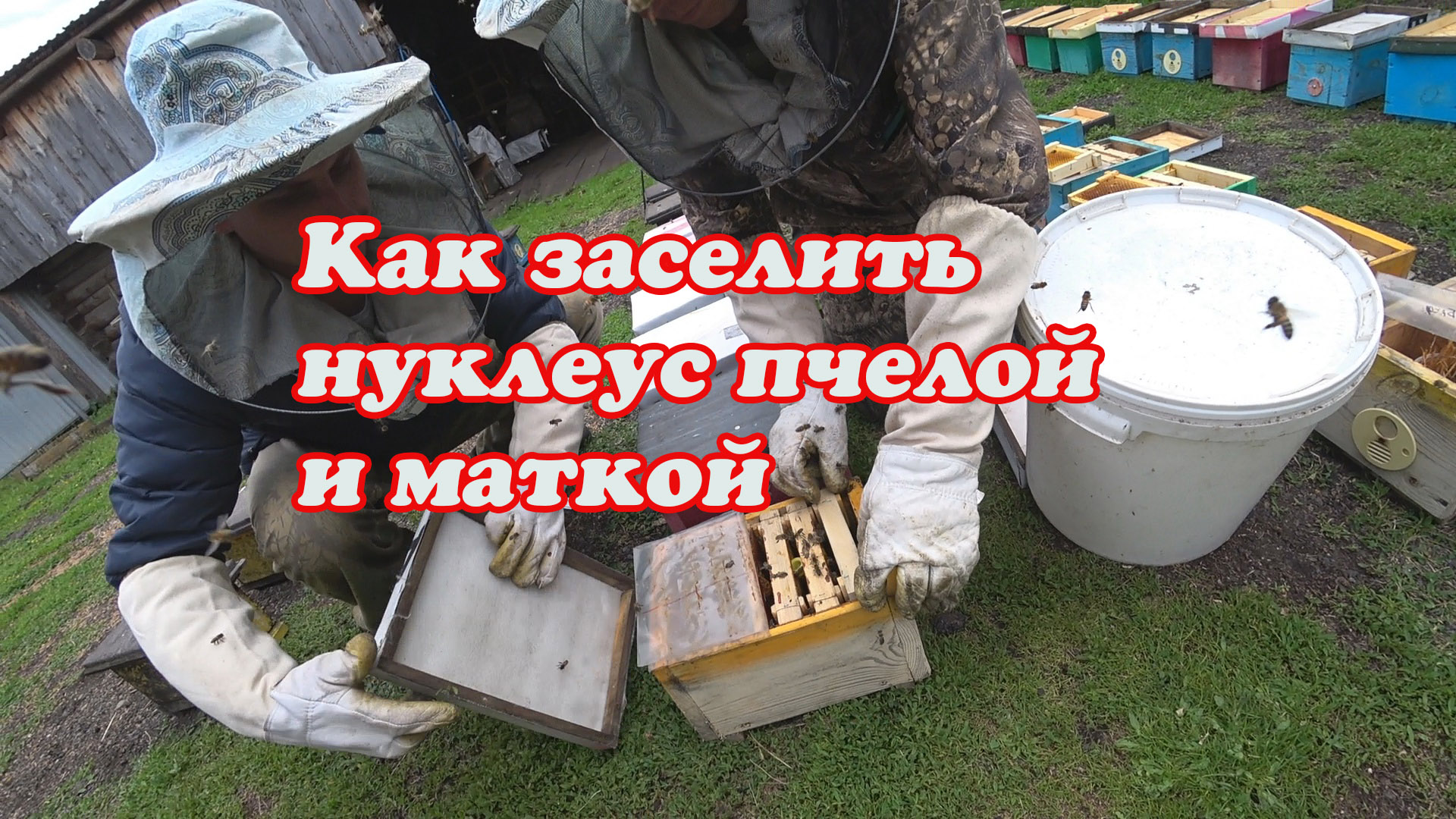 КАК ЗАСЕЛИТЬ НУКЛЕУСЫ, БЫСТРО И ПРОСТО, БЕЗ РАЗЛИЧНЫХ ЗАМОРОЧЕК. смотреть онлайн