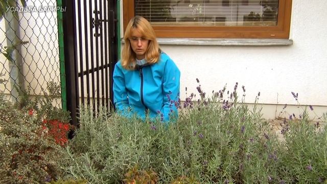 Лаванда. Подготовка к зиме.