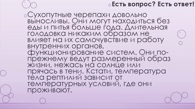 Почему черепахи долго живут? [10] смотреть онлайн