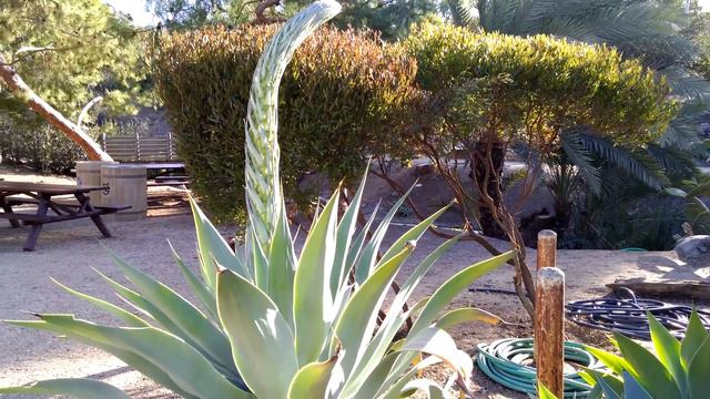 Foxtail Agave, Agave attenuata, Carlsbad, California смотреть онлайн