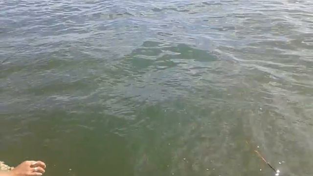 Рыбалка на набережной Бердянска. смотреть онлайн