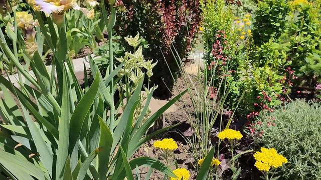 Моя колекція грунтопокривних рослин. смотреть онлайн