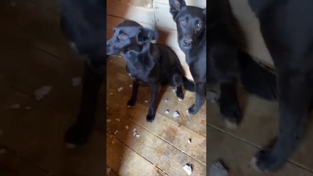 Вот такие хулиганки в секторе Д у Иры и Наили смотреть онлайн