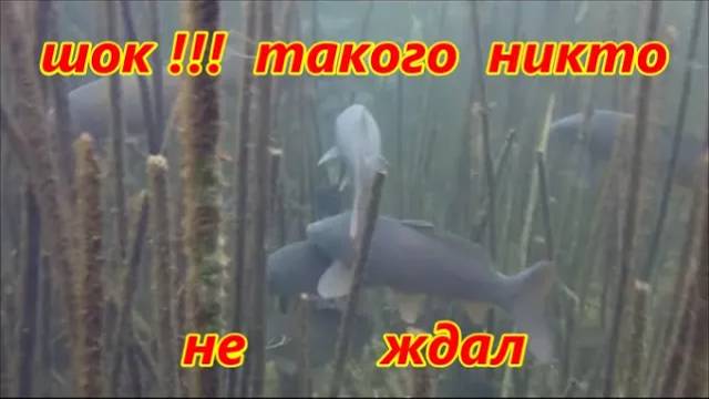 ПОДВОДНАЯ ОХОТА 2020 г.(СУПЕР ЗАКРЫТИЕ)