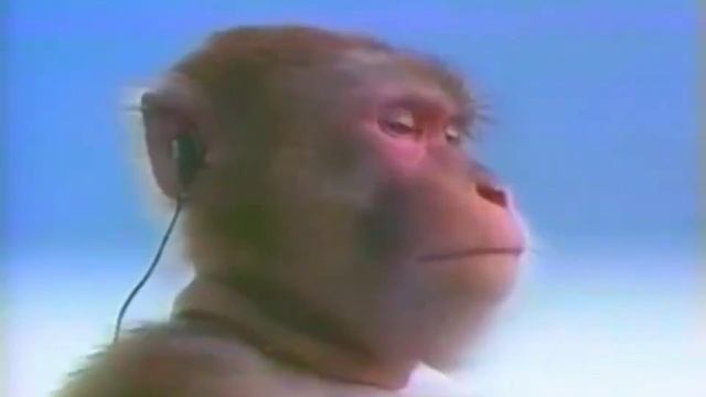 Обезьяна слушает песню про Сигму,и деградирует смотреть онлайн