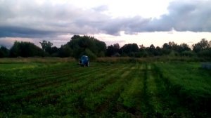 Косьба ботвы картофеля на МТЗ с приключениями.