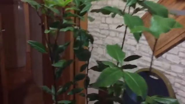 Лавр благородный из оби. Уход. Из Крыма до Москвы. смотреть онлайн