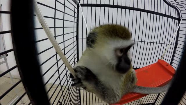 Шок!!! Обезьяна забрала камеру! смотреть онлайн