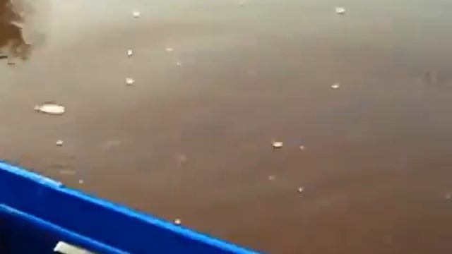 Ловля сома на Припяти - видео смотреть онлайн