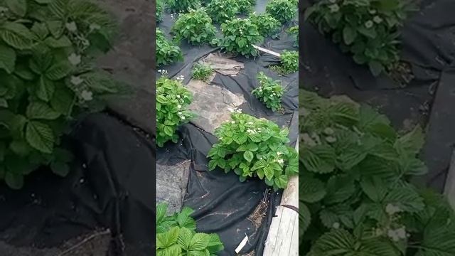 РЕМОНТАНТНАЯ КЛУБНИКА - ДВА ВЕДРА КЛУБНИКИ С КУСТА! смотреть онлайн