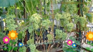 Виноград плодовый Августин. Краткий обзор, описание характеристик, где купить саженцы vitis Augusti