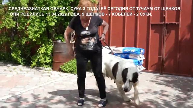 Среднеазиатская овчарка. Алабай в переводе не порода, собаки БОГАТЫЕ ПЯТНАМИ ПО ЗАКОНАМ ТУРКМЕНИИ. смотреть онлайн