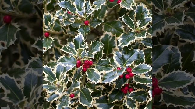 ?Падуб остролистный Аргентео Маргината❄️Вечнозелёный кустарник в рождественский сочельник❄️ смотреть онлайн