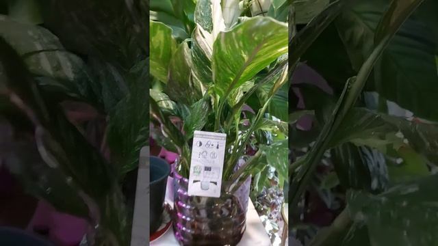 Красавчик #spathiphyllum #balkon #балкон #garden #цветы #максидом #спатифиллум #Diamond_variegata смотреть онлайн