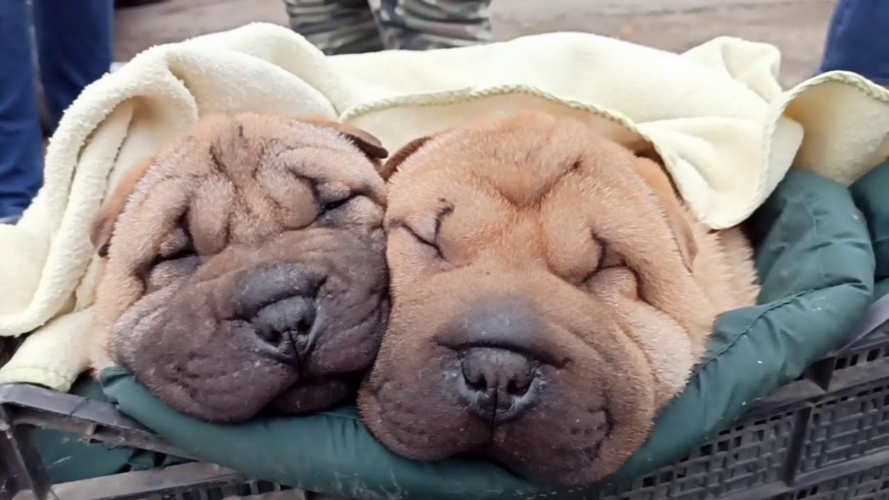 Рынок животных в Кропоткине 26.01 2020 полная версия.