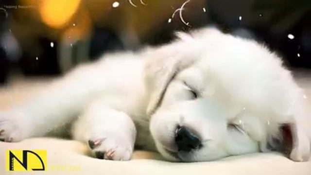 20 HOURS Of Deep Sleep Dog Calming Music??Anti Separation Anxiety Relief??Dog Music ?? NadanMusic