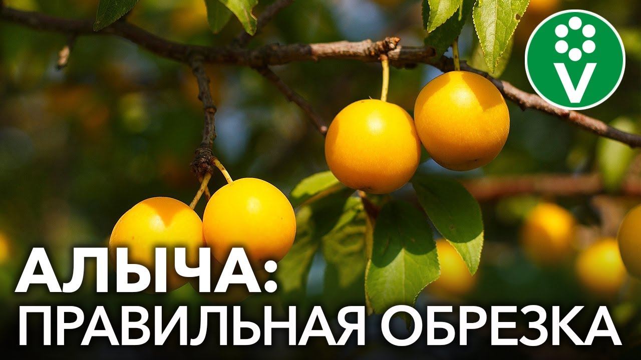 ОБРЕЗКА СЛИВЫ И АЛЫЧИ: 2 простых приема для получения вкуснейшего урожая! смотреть онлайн