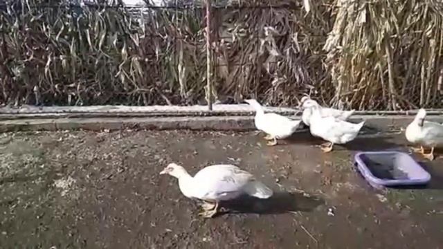 Муларды. Формирование семьи. Особенности разведения. смотреть онлайн