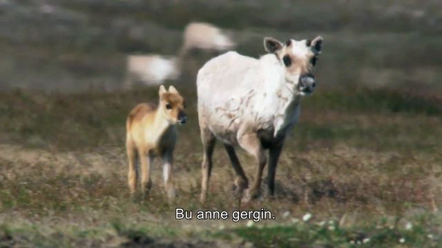 Vahşi Yaşam 6. Bölüm | Kurt Ayı Avı | 4K Hayvan Belgeseli Türkçe Alt Yazılı смотреть онлайн