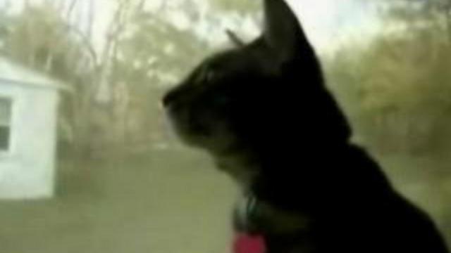 Кот плачет смотреть онлайн