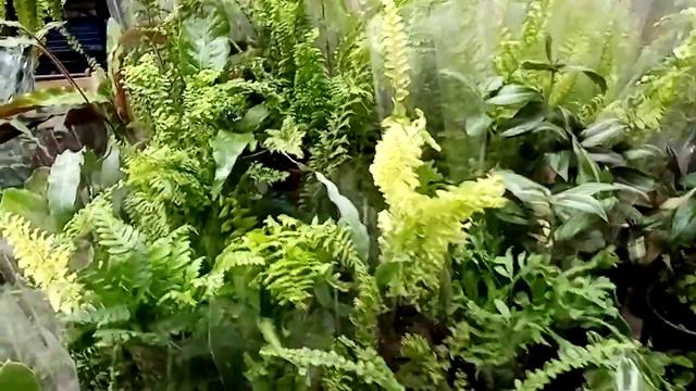 Выставка 7 октября. Замечательные растения! смотреть онлайн